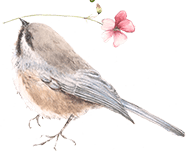 鳥のイラスト