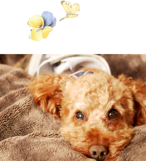 ペットの宿泊料金は無料です