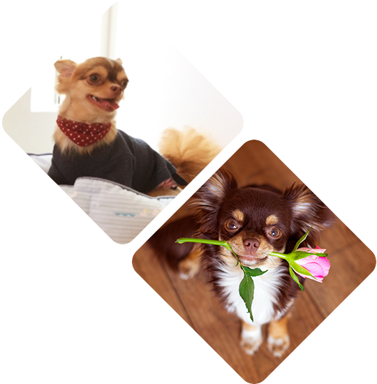 わんちゃんイメージ